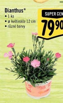 Dianthus - Hvozdík