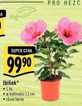 Hibiscus - Ibišek