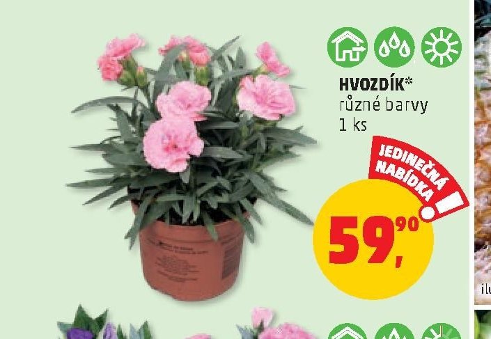 Hvozdík