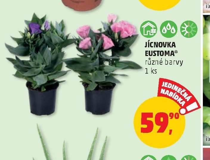 Jícnovka Eustoma