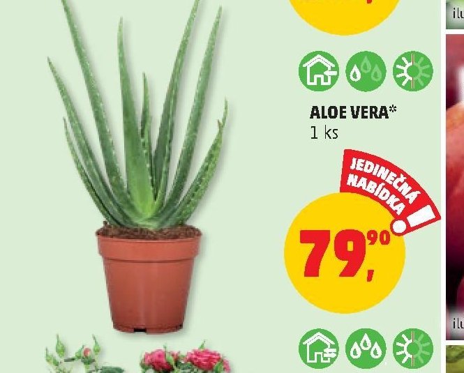 Aloe Vera