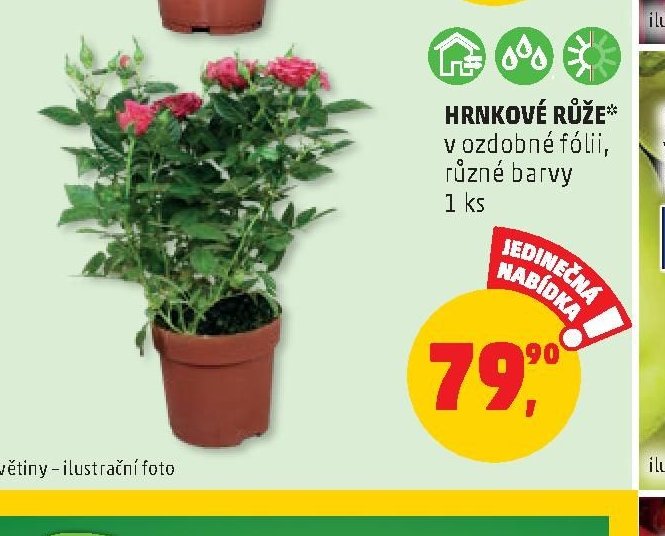 Hrkové růže