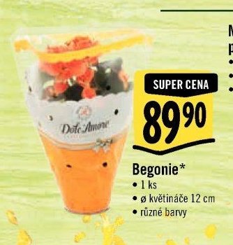 Begonie*