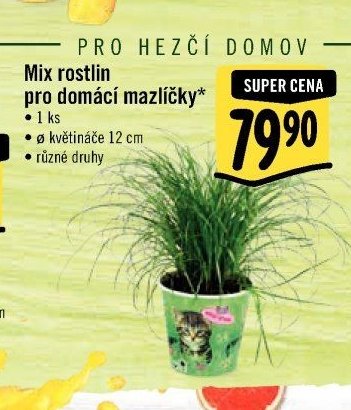 Mix rostlin pro domácí mazlíčky*
