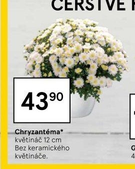 Chryzantéma*