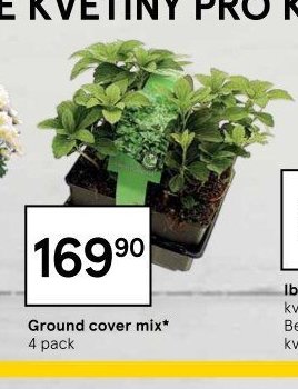 Ground cover mix*