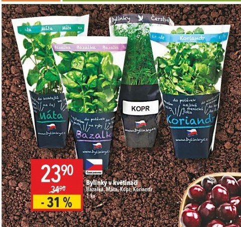 Bylinky v květináči (Bazalka, Máta, Kopr, Koriandr)