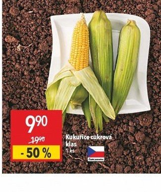 Kukuřice cukrová klas