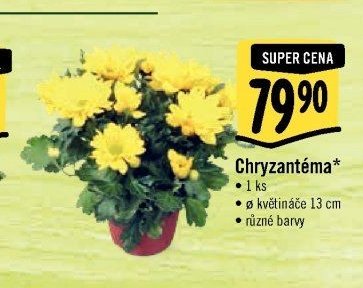 Chryzantéma*