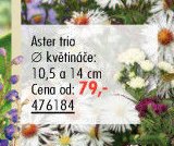 Aster trio - UNI HOBBY akcniletaky.com