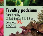 Trvalky podzimní - UNI HOBBY akcniletaky.com