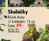 Skalničky - UNI HOBBY akcniletaky.com