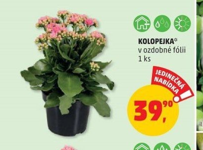 KOLOPEJKA