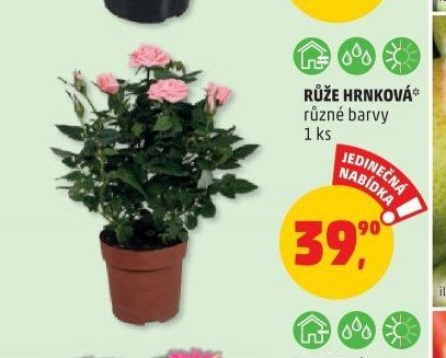 RŮŽE HRNKOVÁ