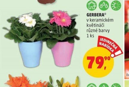 GERBERA