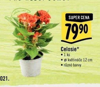 Celosie*