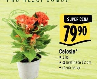 Nevadlec - Celosie