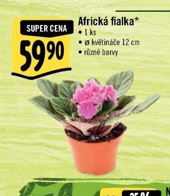 Africká fialka