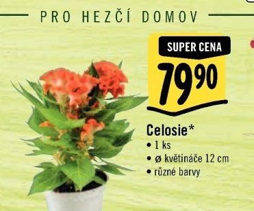 Celosie