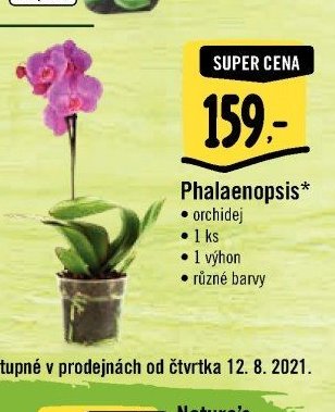 Phalaenopsis