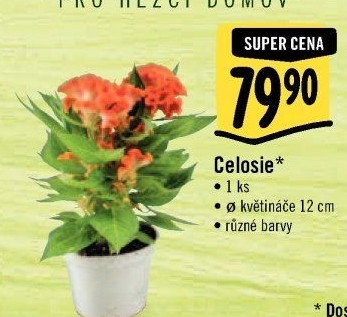 Nevadlec - Celosie