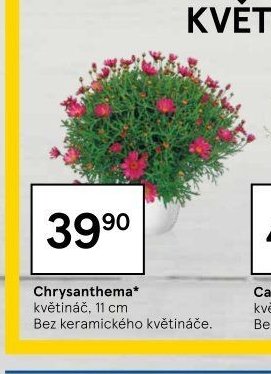 Chrysanthema*