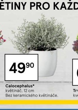 Calocephalus*