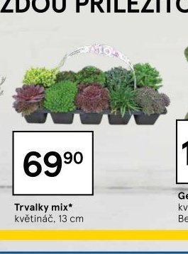 Trvalky mix*
