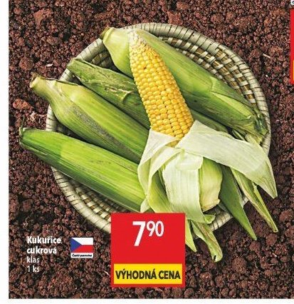 Kukuřice cukrová klas