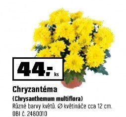 Chryzantéma (Chrysanthemum multiflora)