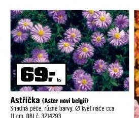 Astřička (Aster novi belgii)