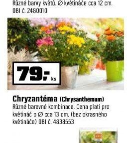 Chryzantéma (Chrysanthemum)
