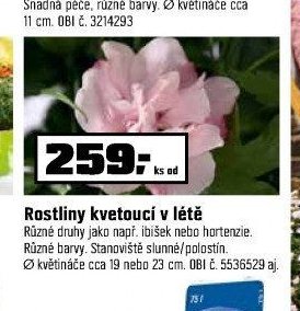Rostliny kvetoucí v létě