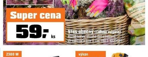 Vřes obecný (Calluna vulgaris)