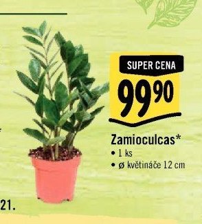 Zamioculcas