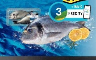 Pražma královská