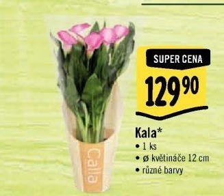 Kala - Calla