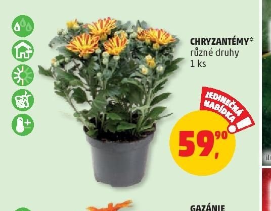 CHRYZANTÉMY
