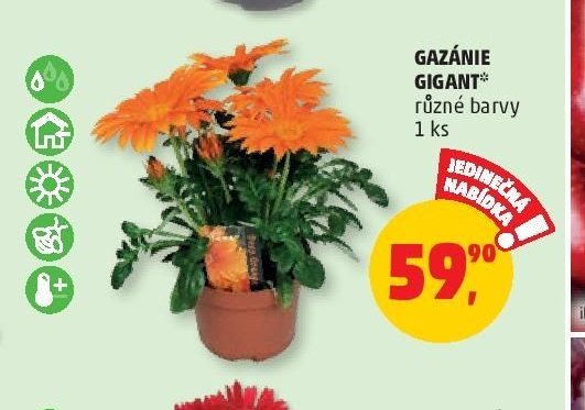 GAZÁNIE GIGANT