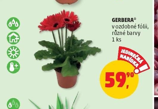 GERBERA