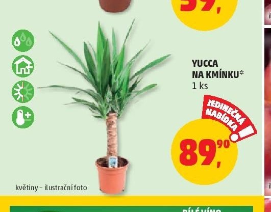 YUCCA NA KMÍNKU