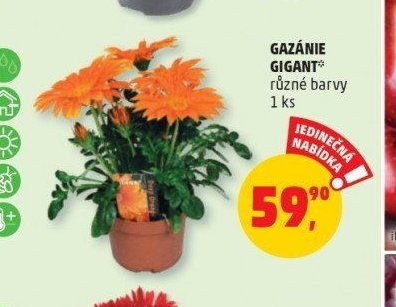 GAZÁNIE GIGANT