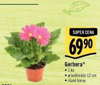 Gerbera