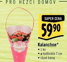 Kalanchoe - Kolopejka