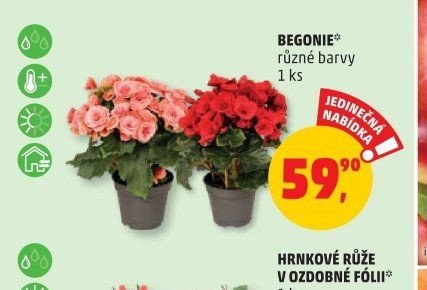 BEGONIE