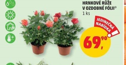 HRNKOVÉ RŮŽE V OZDOBNÉ FÓLII