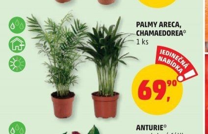 PALMY ARECA, CHAMAEDOREA
