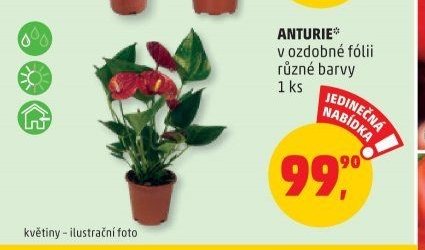 ANTURIE