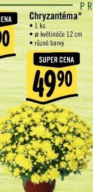 Chrysanthemum - Chryzantéma