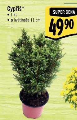 Cupressus - Cypřiš